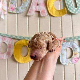 Strawberry - Apricot female Goldendoodle puppy in Montgomery, Texas from Dacus Doodles