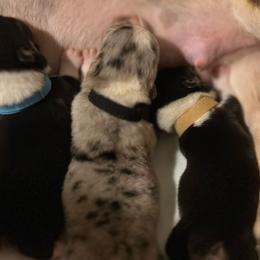 Boy 3 Tan - Black and tan male Pembroke Welsh Corgi puppy in Ville Platte, Louisiana from Flat town corgis
