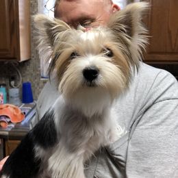 Jew Jew - Yorkshire Terrier