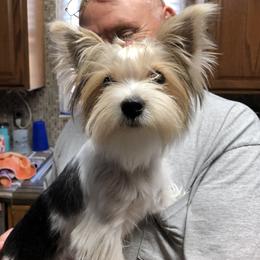 Jew Jew - Yorkshire Terrier