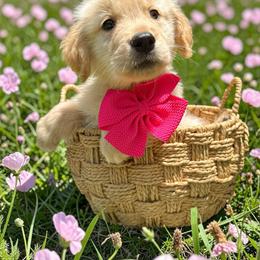 Girl 7 - Light golden female Golden Retriever puppy in Plant City, Florida from All shades Golden