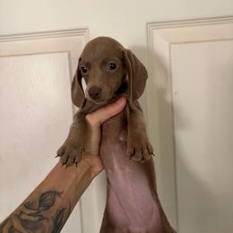 Klee - Fawn (isabella) and tan female Dachshund puppy in Conroe, Texas from Dots Dachshunds