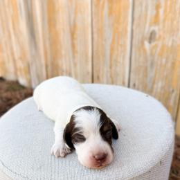 Brownie - Piebald male Dachshund puppy in Wamego, Kansas from Doodles of Oz