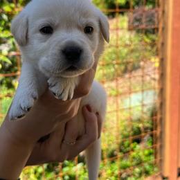 Canyon - Yellow male Labrador Retriever puppy in Auburn, California from Gold Country Chihuahuas