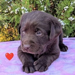 Chocolate Female - Chocolate female Labrador Retriever puppy in Yucca Valley, California from Beachn Ranch