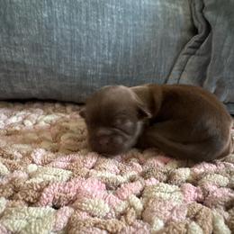 Charlee - Liver female Shih Tzu puppy in Jones, Oklahoma from J&R Aussies/Shih Tzu