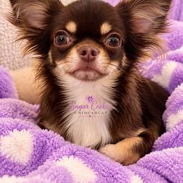 Chihuahua Puppies from Sugar Cookie Chihuahuas