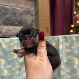 Chocolate boy - Tricolors male French Bulldog puppy in Piedmont, Oklahoma from 5A Frenchies