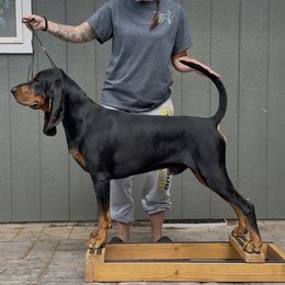 Gremlin - Black and Tan Coonhound