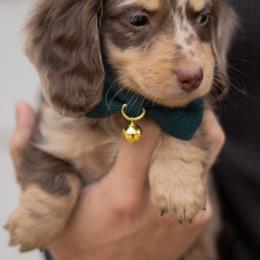 Dachshund Puppies from Lone River Dachshunds