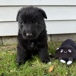 Kai - Black male German Shepherd puppy in Pennock, Minnesota from Shakopee Creek German Shepherds