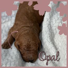 Opal - Red  female Poodle puppy in Dayton, Texas from Wolfe Island Poodles
