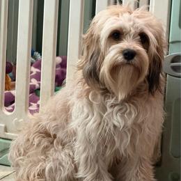 Zoey - Apricot female Cavapoo puppy in Ocala, Florida from Ray of Sunshine Spaniels LLC