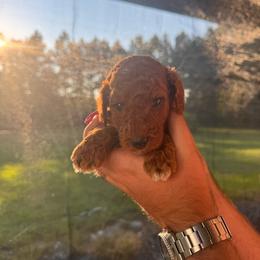 Hope - Red  female Poodle puppy in Osyka, Mississippi from Southern Sunshine Standards