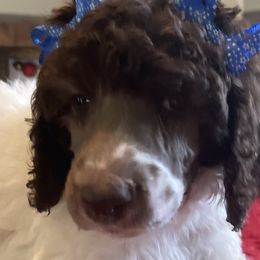 Girl 4 - Parti Poodle puppy in Meeker, Oklahoma from Sooner State Standards