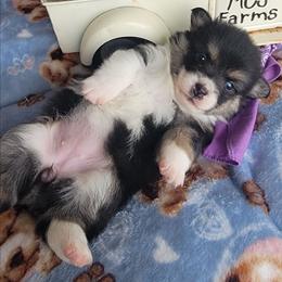 Lilac bandana girl - Black and tan female Pembroke Welsh Corgi puppy in Cherokee, Oklahoma from MCS Farms-OK