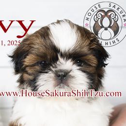 Ivy - Black gold and white female Shih Tzu puppy in Muskogee, Oklahoma from House Sakura Shih Tzu