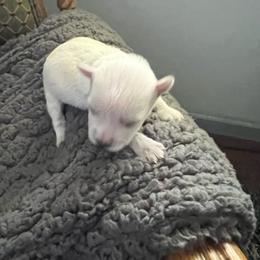 Donald Duck - White male Miniature Schnauzer puppy in Elk Grove, California from Meuser's Miniature Schnauzers
