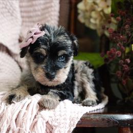Sovereignty - Merle female Schnoodle puppy in Grove, Oklahoma from Grand Lake Poodles & Doodles
