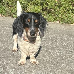 Scooter - Dachshund