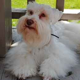 Nali - Miniature Schnauzer