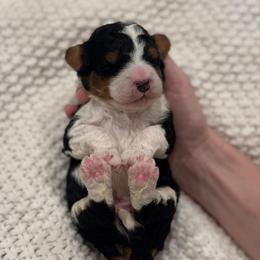 Chocolate - Tri-color male Bernedoodle puppy in Modesto, California from Central Valley Canine Companions