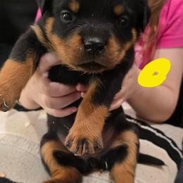 Girl 2 - Black and tan female Rottweiler puppy in San Antonio, Texas from HAUS OF RZA