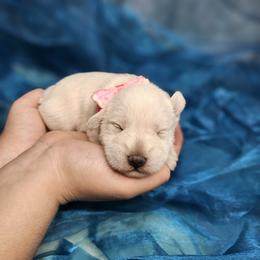 Pink - White female Miniature Schnauzer puppy in Sevierville, Tennessee from A&J Miniature Schnauzers