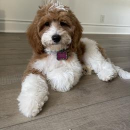 Lacey - Goldendoodle