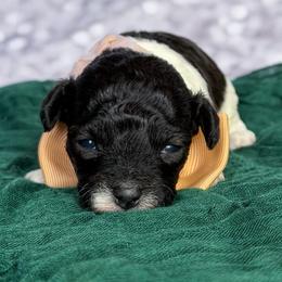 Bleu - Parti male Poodle puppy in Monroe, North Carolina from Toy Poodle Shenanigans
