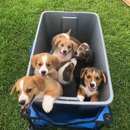 Pembroke Welsh Corgi Puppies from Miss Red's Corgi Farm