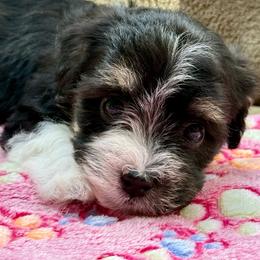 Cammie - Black and tan female Havanese puppy in Wappapello, Missouri from Titanium Havanese LLC