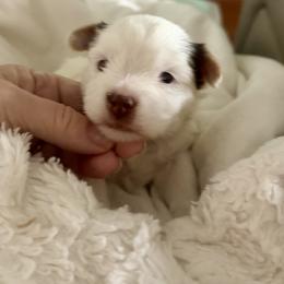 AKC Registered Grace - Chocolate, tan and white female Yorkshire Terrier puppy in Eustis, Florida from Angel Spun Yorkies