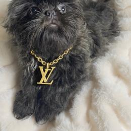 Denim - Blue male Shih Tzu puppy in Riverside, California from Be Dazzled Shihtzu
