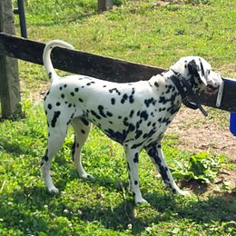 Dalmatians and Shih Tzus from Mountain Pass Barn