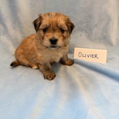 Olivier - Gold sable male Havana Silk Dog puppy in Marlboro, Vermont from Maplewood Silks