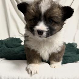 Jingles - Sable male Pembroke Welsh Corgi puppy in Bloomfield, Iowa from Beebe’s Corgis
