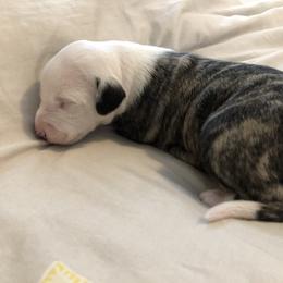 Aramis - White and fawn brindle male Whippet puppy in Kingston, Tennessee from Smithfield Park