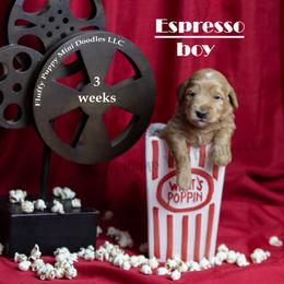 Espresso  GREEN COLLAR  Boy 3500 - Red  male Goldendoodle puppy in Corona, California from Fluffy Puppy Mini Doodles LLC