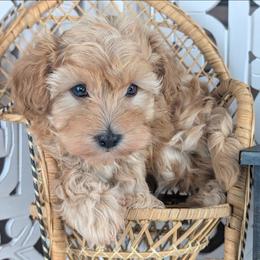 Blaze - Red male Havapoo puppy in Burlington, Iowa from River View Puppies
