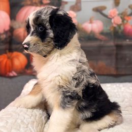 Bugatti - Blue merle female Aussiedoodle puppy in Dickerson, Maryland from Pawsome Aussie Doodles and Oodles