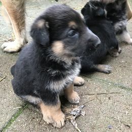 German Shepherd Puppies from Sandy’s Shepherds