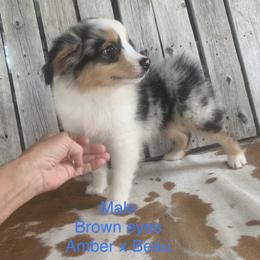 Miniature Australian Shepherd Puppies from Texas Miniature Aussies
