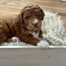 Gray - Sable female Bernedoodle puppy in Hesperia, Michigan from Red Acres Poodles & Doodles