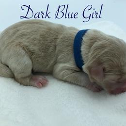 Bernedoodle and Goldendoodle Puppies from Bailey Mountain Doodles
