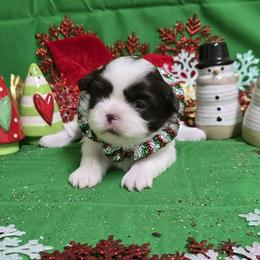Chocolate Girl - Liver and white female Shih Tzu puppy in Vinita, Oklahoma from Locust Creek Shih Tzu & Havanese