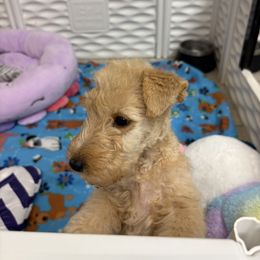 Airedale Terrier, Lakeland Terrier, and Norfolk Terrier Puppies from Hi-Kel Terrydale Lakeland Terriers and Terrydale HK Airedales & Norfolk Terriers