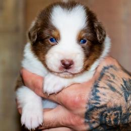 Sweet Potato - Red tri-color female Australian Shepherd puppy in Belton, Texas from Brilliant Beautiful Australian Shepherds