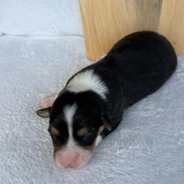 Ivan-fluffy - Black and tan male Pembroke Welsh Corgi puppy in Stillwater, Oklahoma from Steele Family Farms