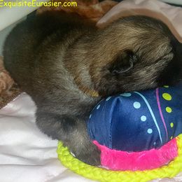 Eurasier Puppies from Exquisite Eurasier